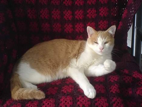 Huskat mogens billede 1