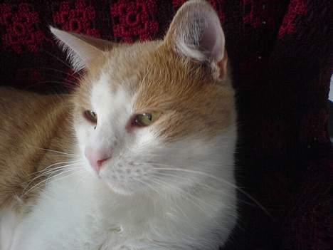 Huskat mogens billede 2