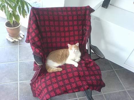 Huskat mogens billede 3