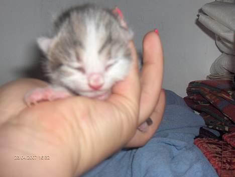 Huskat snus (givet væk) - 3 dage gammel billede 1