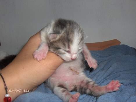 Huskat snus (givet væk) - 3 dage gammel billede 2