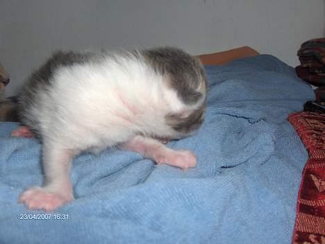 Huskat snus (givet væk) - 3 dage billede 3