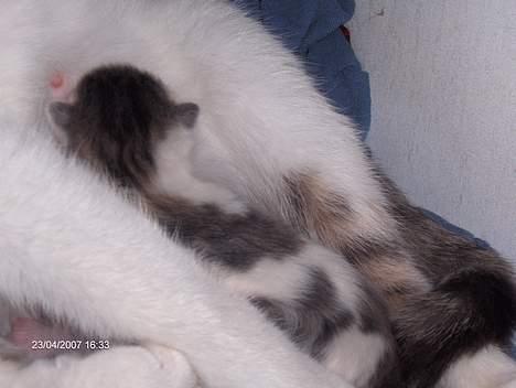 Huskat snus (givet væk) - 3 dage gammel og ligger ved sin mor.. billede 4