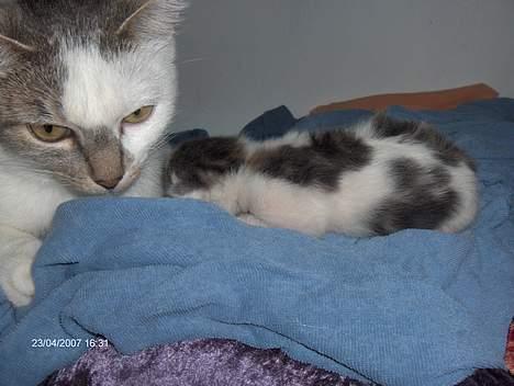 Huskat snus (givet væk) - her er han igen sammen med sin mor 3 dage gammel billede 5