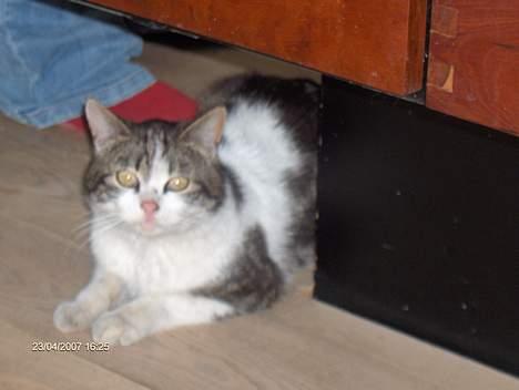 Huskat Beckham billede 1