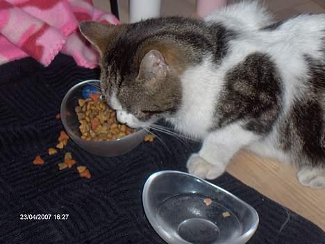 Huskat Beckham billede 3