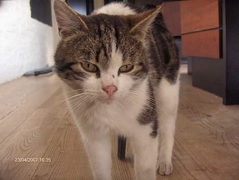 Huskat Beckham billede 4