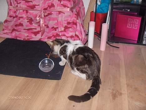 Huskat Beckham billede 5