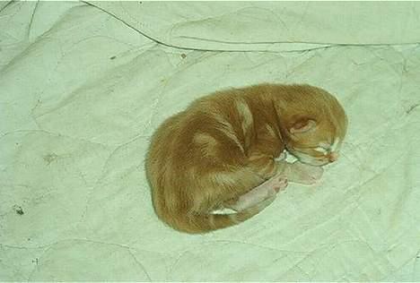 Norsk Skovkat Rudy DØD - Rudy 3 dage gammel. billede 6