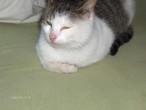 Huskat Strit billede 1