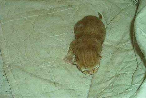 Norsk Skovkat Rudy DØD - Rudy 3 dage gammel... billede 7