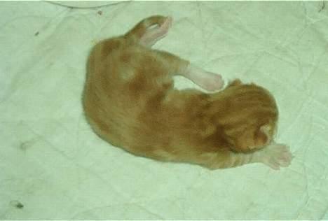 Norsk Skovkat Rudy DØD - Rudy 3 dage gammel. billede 8