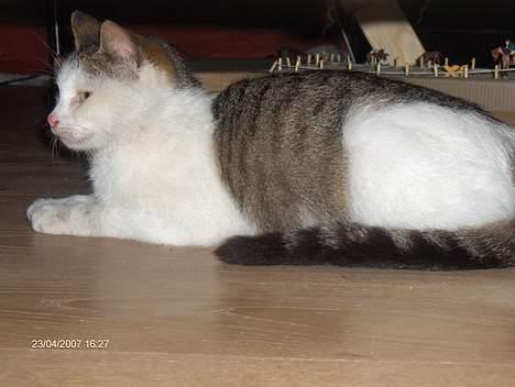 Huskat Strit billede 2