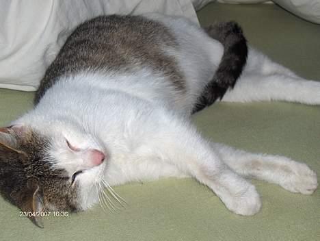 Huskat Strit billede 3