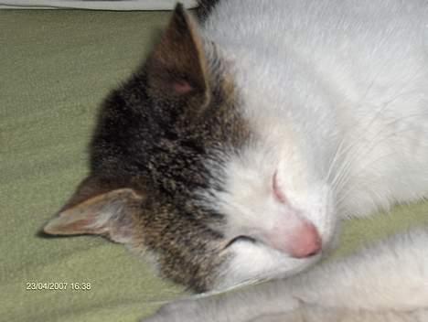 Huskat Strit billede 4