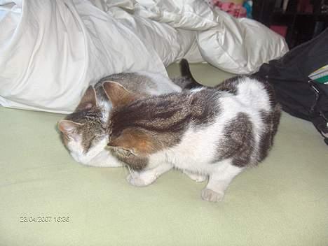 Huskat Strit billede 5