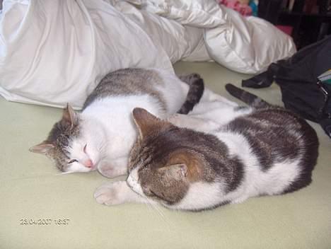 Huskat Strit billede 6