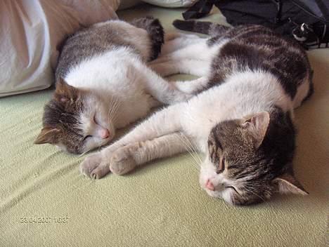 Huskat Beckham billede 6