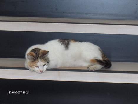 Huskat Piv billede 1