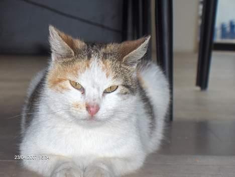 Huskat Piv billede 2