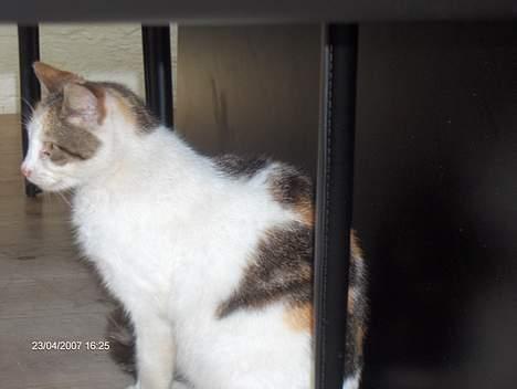 Huskat Piv billede 3