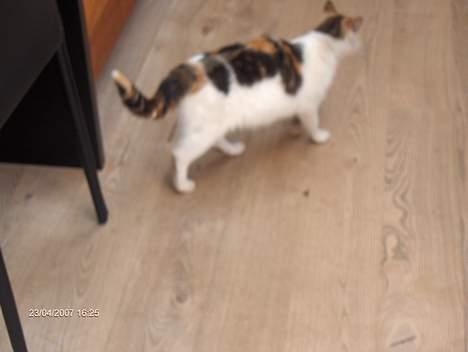 Huskat Piv billede 4