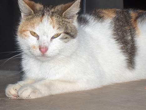 Huskat Piv billede 5