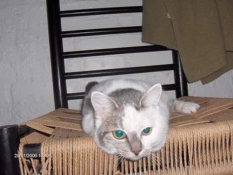 Huskat shell billede 6