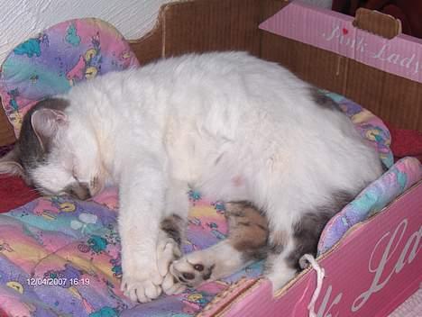 Huskat shell billede 7