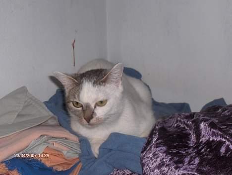 Huskat shell billede 8