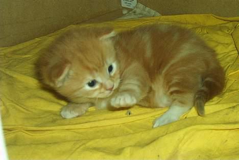 Norsk Skovkat Rudy DØD - Rudy 3 uger gammel og er blevet meget legesyg... billede 9
