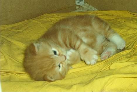 Norsk Skovkat Rudy DØD - Rudy 3 uger gammel... Hehe billede 10
