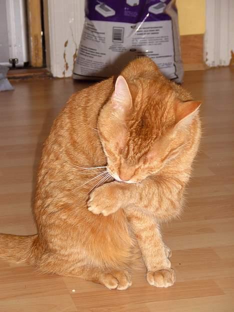 Blanding af racer Garfield billede 1