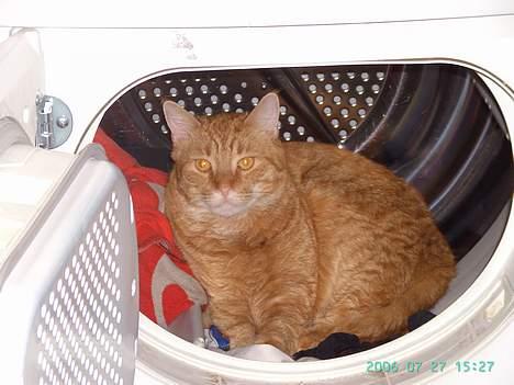 Blanding af racer Garfield billede 2