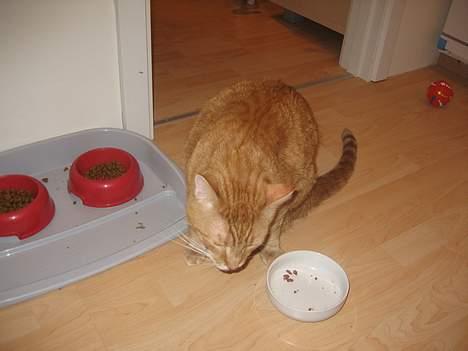 Blanding af racer Garfield billede 4