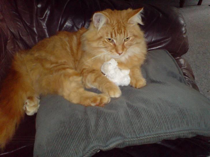 Norsk Skovkat Willy - bette nysgerrig Willy billede 1