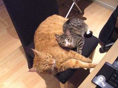 Blanding af racer Garfield billede 5