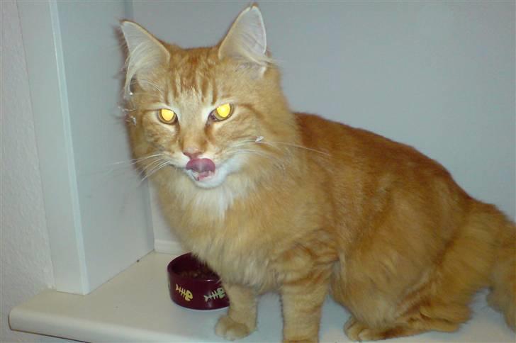 Norsk Skovkat Willy billede 2