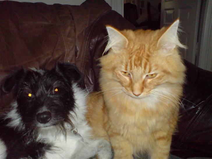 Norsk Skovkat Willy billede 3