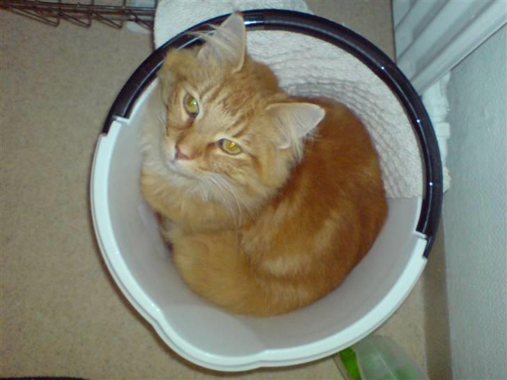 Norsk Skovkat Willy billede 4