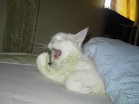 Maine Coon Fernando billede 1