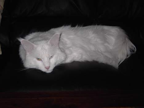 Maine Coon Fernando billede 2