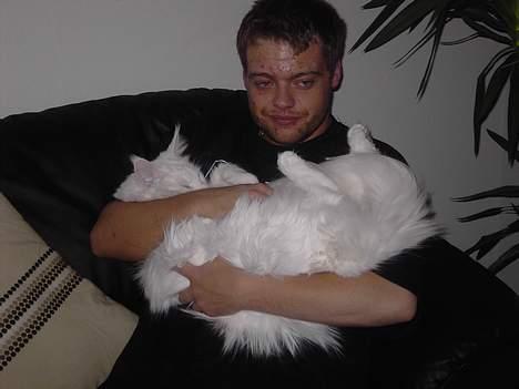 Maine Coon Fernando billede 3