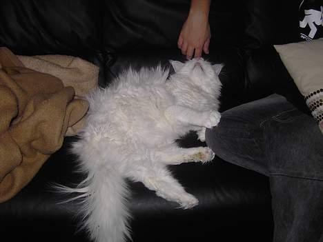 Maine Coon Fernando billede 4