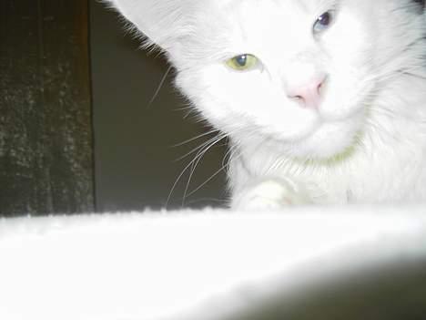 Maine Coon Fernando billede 5