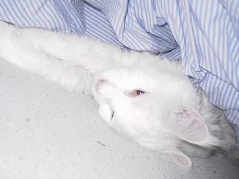 Maine Coon Fernando billede 6