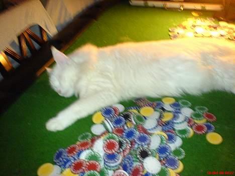 Maine Coon Fernando billede 7