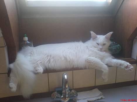 Maine Coon Fernando billede 8