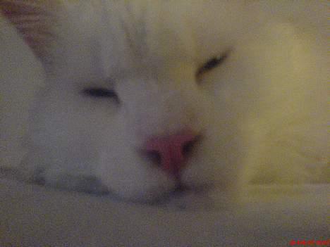 Maine Coon Fernando billede 9