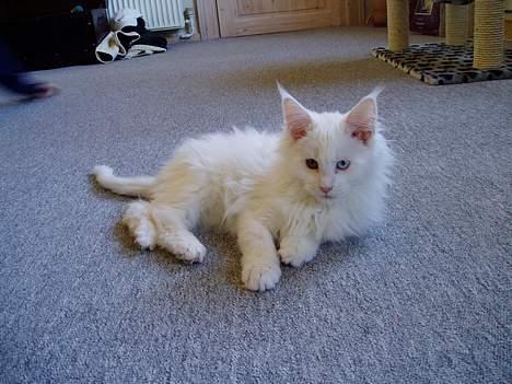 Maine Coon Fernando billede 10